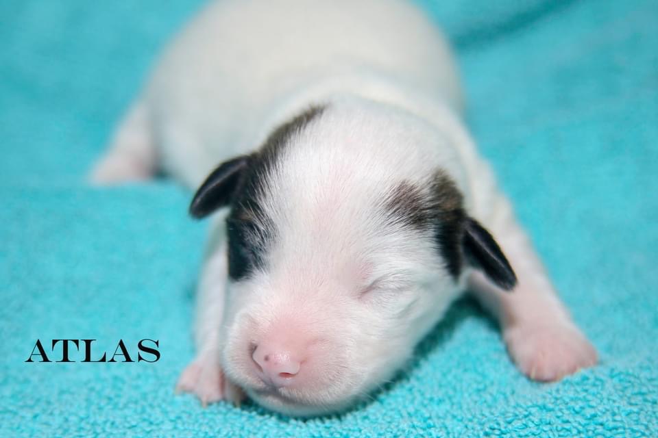 42 Jack Russell Terriers | 354198 E 1000 Rd, Prague, OK 74864, USA | Phone: (405) 567-1636