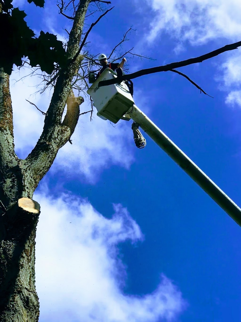 Timberwolf Tree Service | 111 Beard Rd, Delanson, NY 12053, USA | Phone: (845) 443-5582