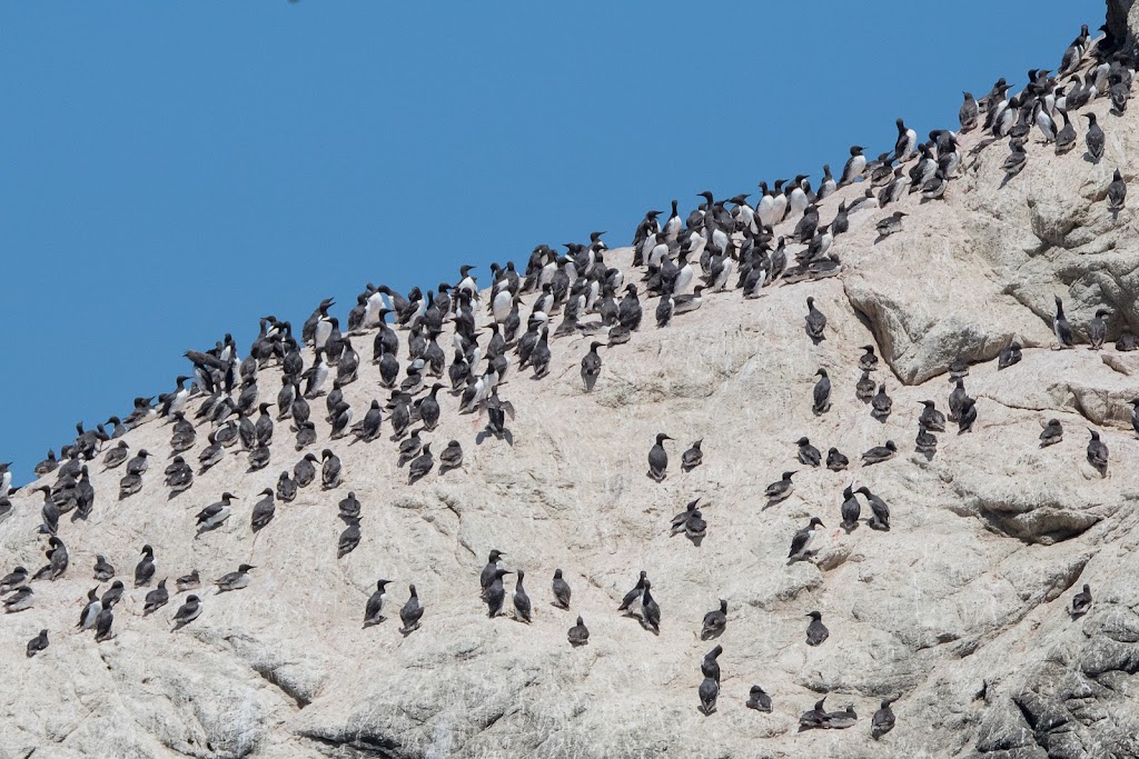 Farallon Islands | San Francisco, CA, USA | Phone: (415) 561-6625