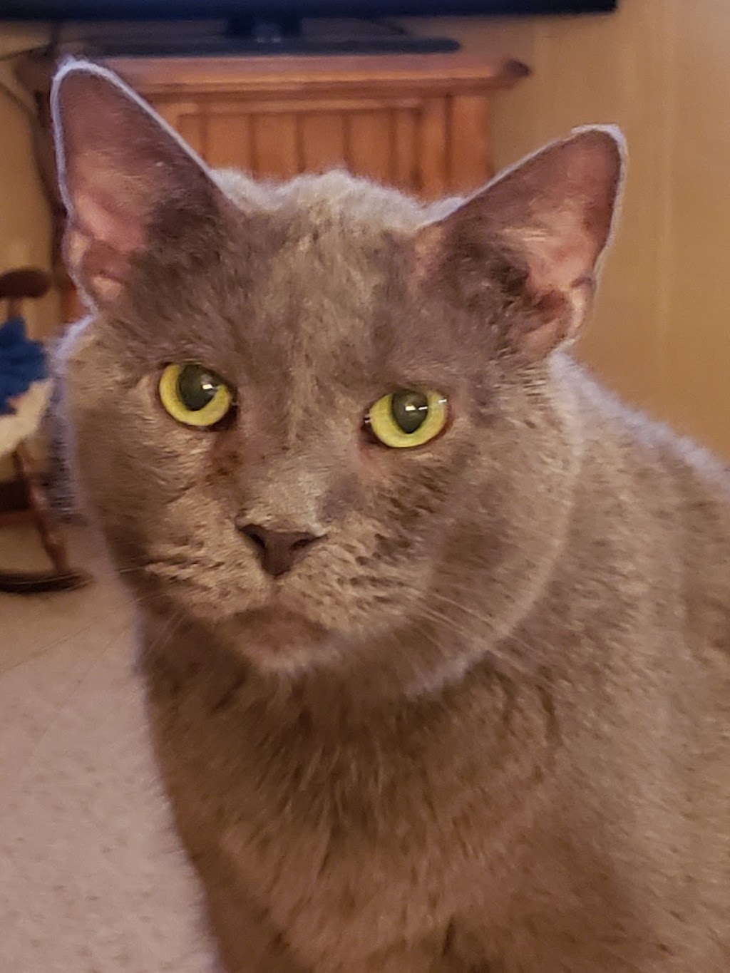 Schreiber Veterinary Services | 1397 Old Ripley Rd #3304, Sorento, IL 62086, USA | Phone: (217) 272-4412