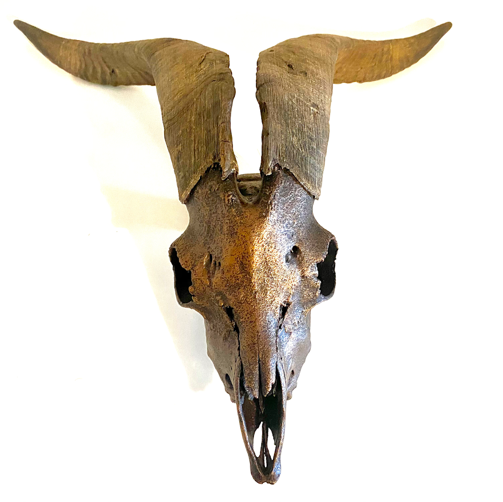 Black Mesa Outdoors- Euro Taxidermy Services | 1649 E Gable Ave, Mesa, AZ 85204 | Phone: (480) 510-9920