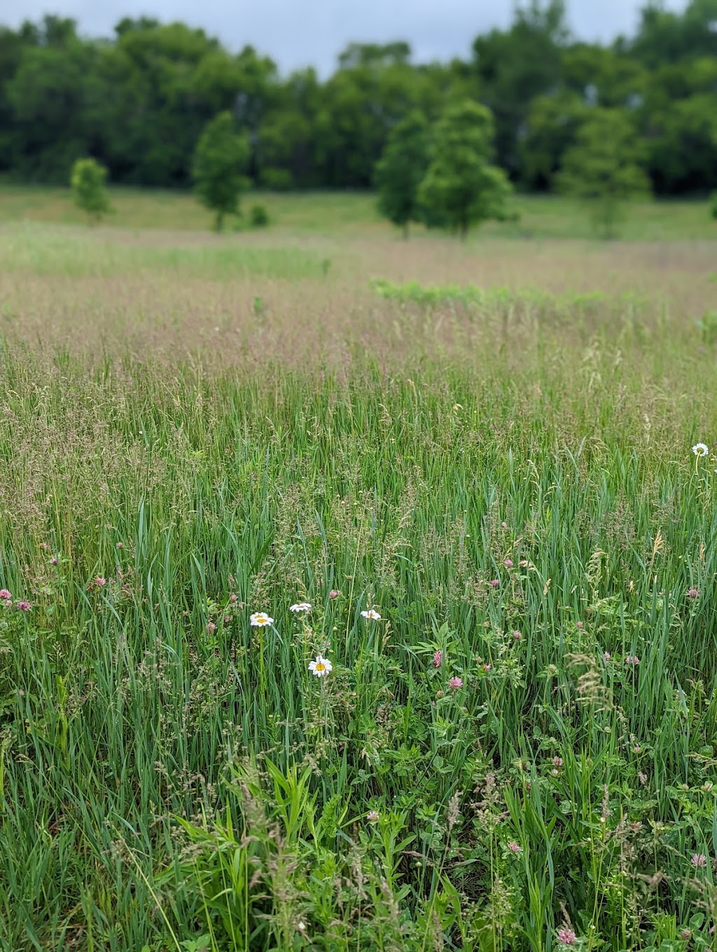 Paw Print Dog Park | 2701 S Oakhill Ave, Janesville, WI 53546, USA | Phone: (608) 755-3030