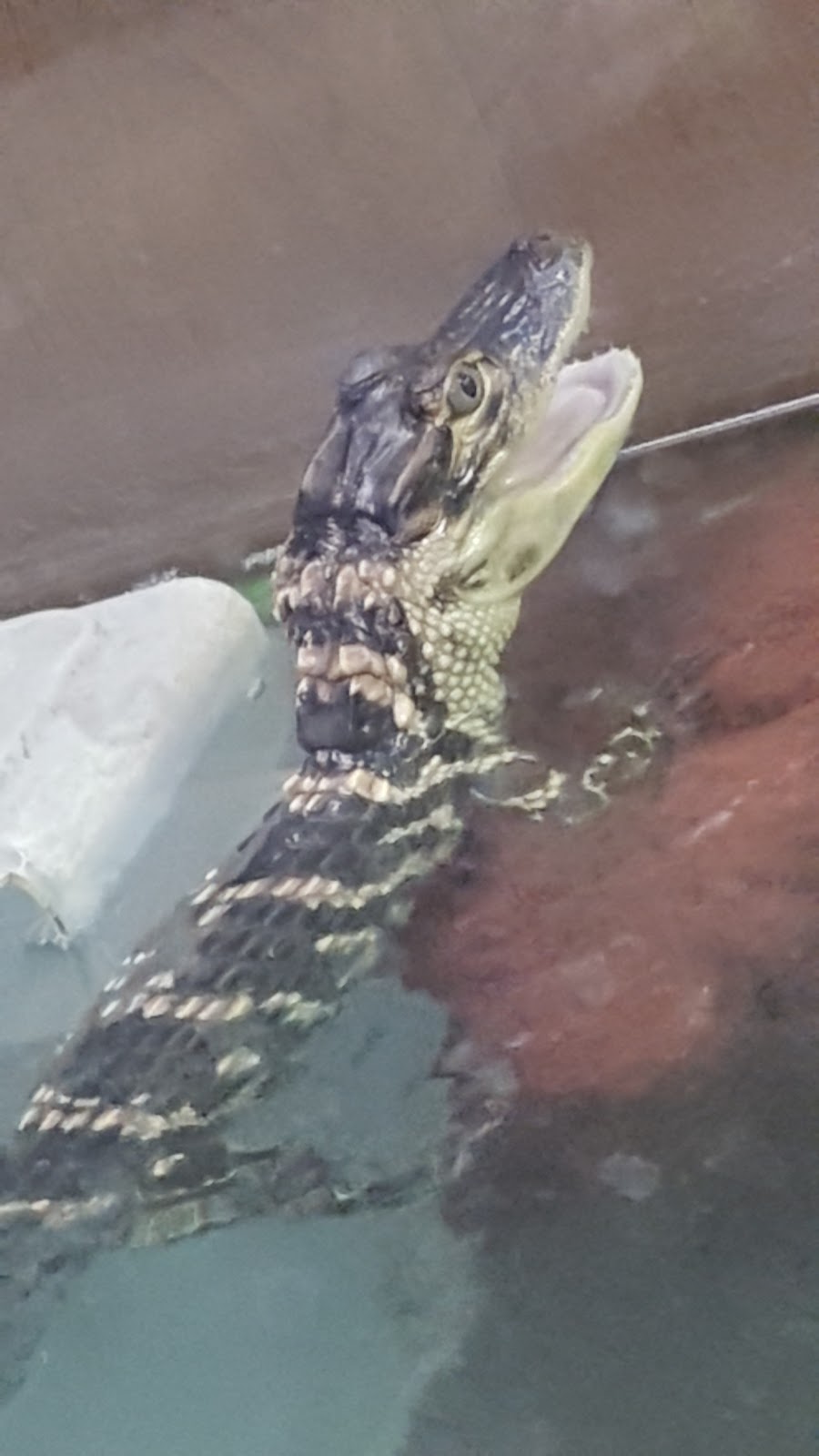 Zoo Reptiles Birds & Fish | 1444 State St, Schenectady, NY 12304, USA | Phone: (518) 370-0042