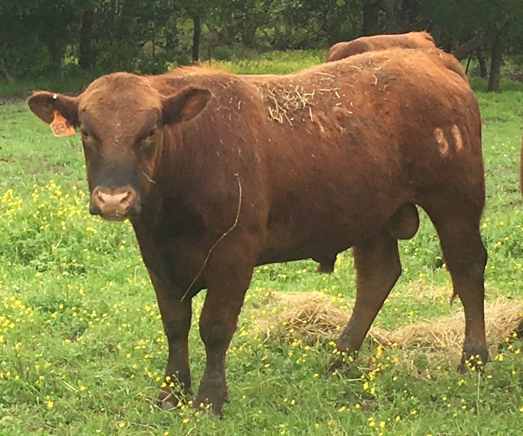 Triple Creek Red Angus | 1730 S State Hwy 205, Rockwall, TX 75032, USA | Phone: (254) 644-8529