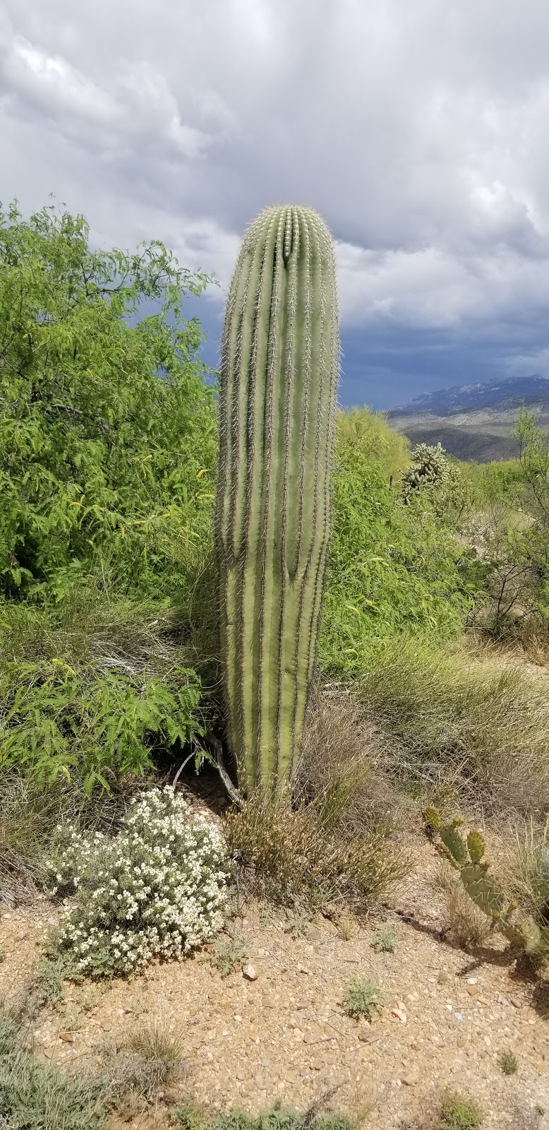 National Park Service Desert Research and Learning Center | 12661 E Broadway Blvd, Tucson, AZ 85748, USA | Phone: (520) 258-7200