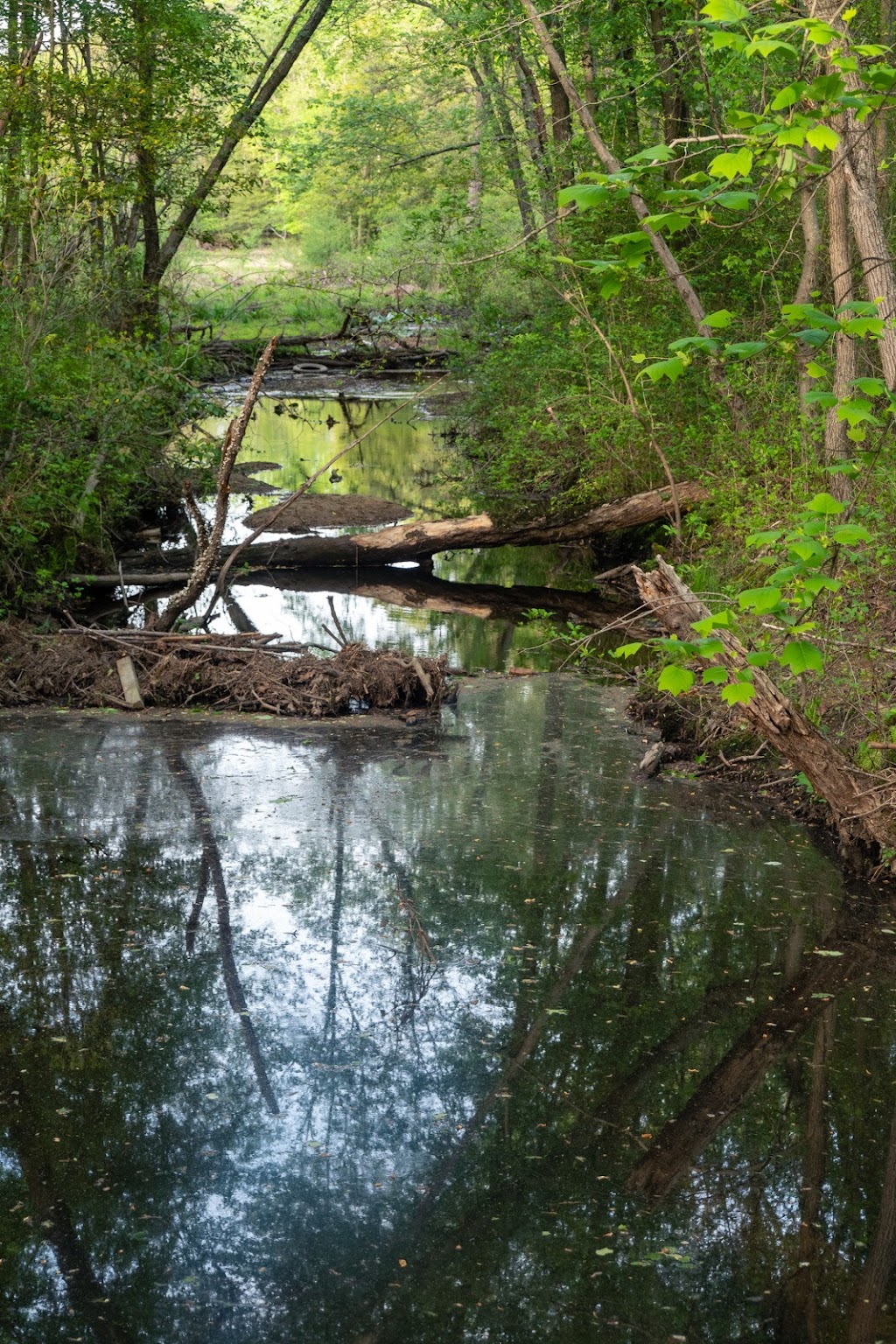 Cattail Creek Natural Area | Severna Park, MD 21146, USA | Phone: (443) 679-6575