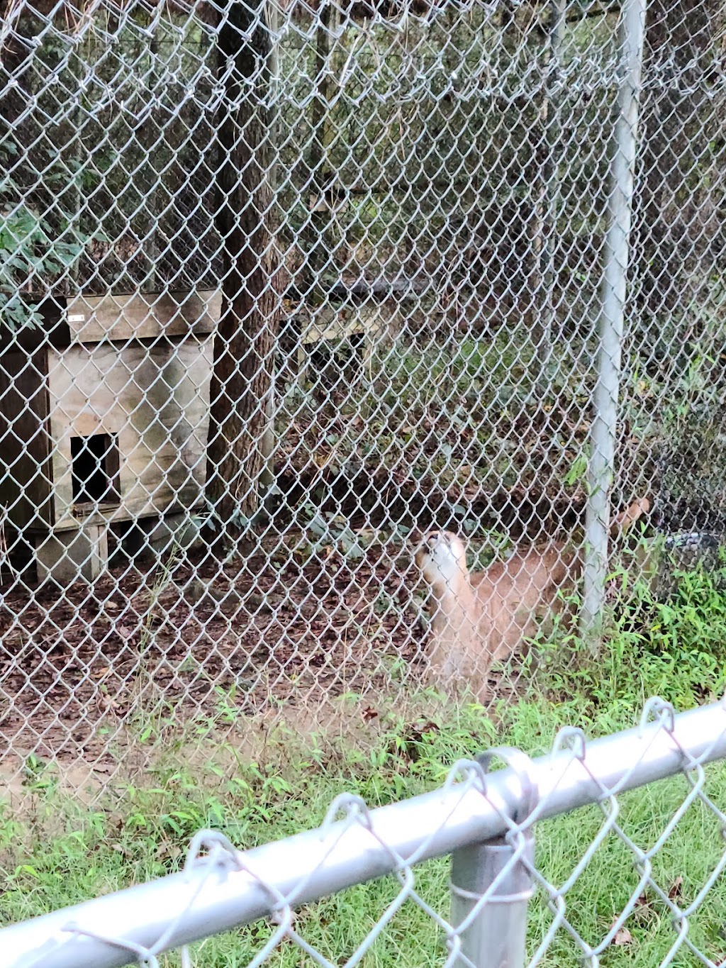 Carolina Tiger Rescue | 1940 Hanks Chapel Rd, Pittsboro, NC 27312, USA | Phone: (919) 542-4684