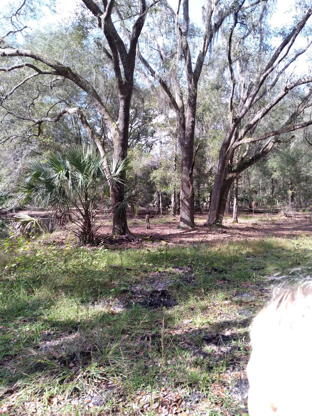 Washburn Equestrian Area | 14071 County Rd 579, Thonotosassa, FL 33592, USA | Phone: (352) 796-7211 ext. 4470