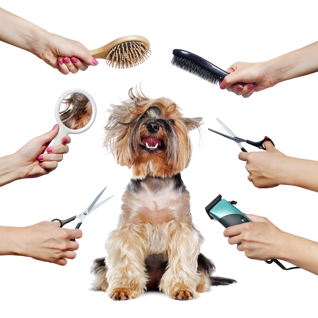 Maxs Pet Market & Salon | 28838 FL-54, Wesley Chapel, FL 33543, USA | Phone: (813) 649-3939