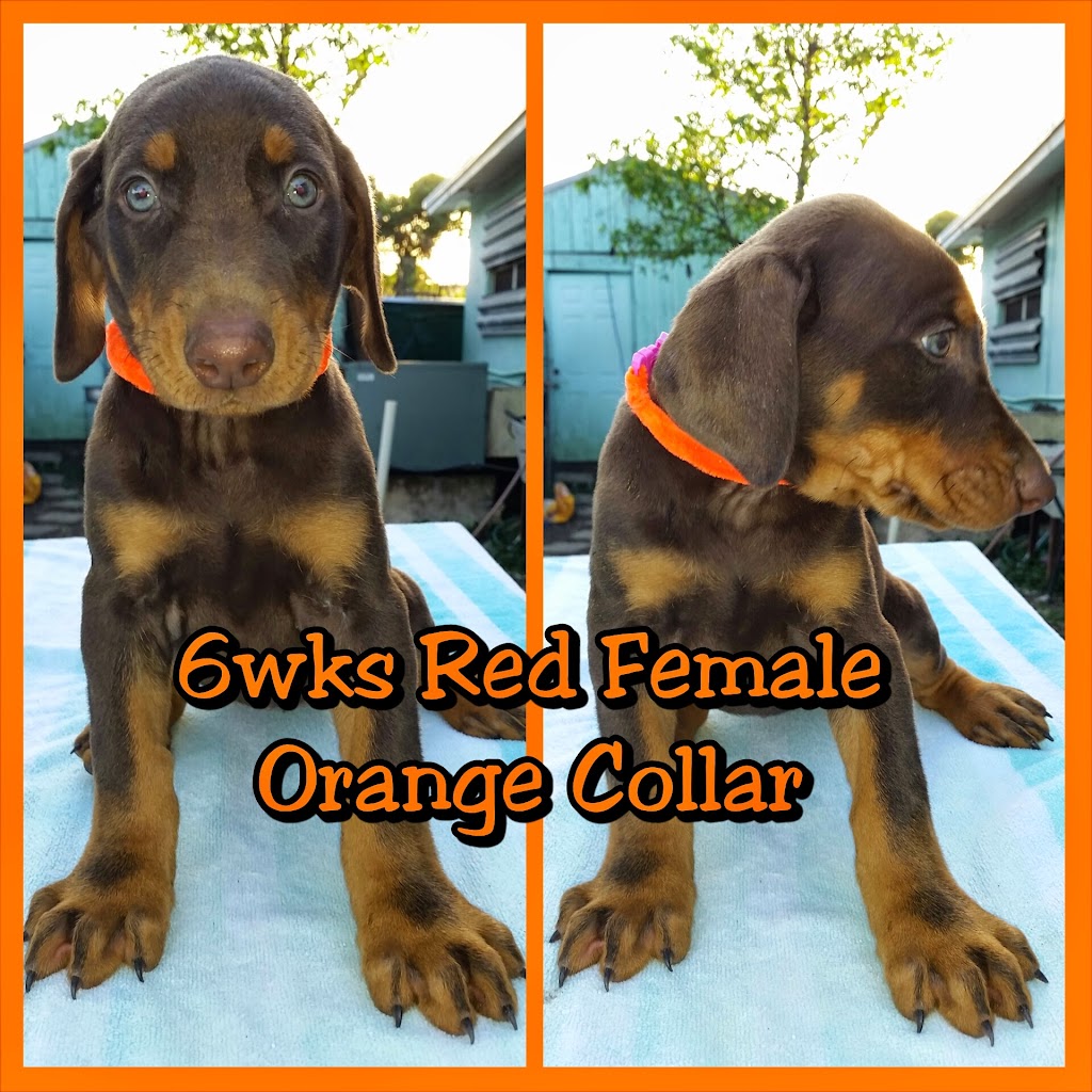 Doberman Pinscher Kennel | 15754 SW 300th Terrace, Homestead, FL 33033, USA | Phone: (305) 812-7227