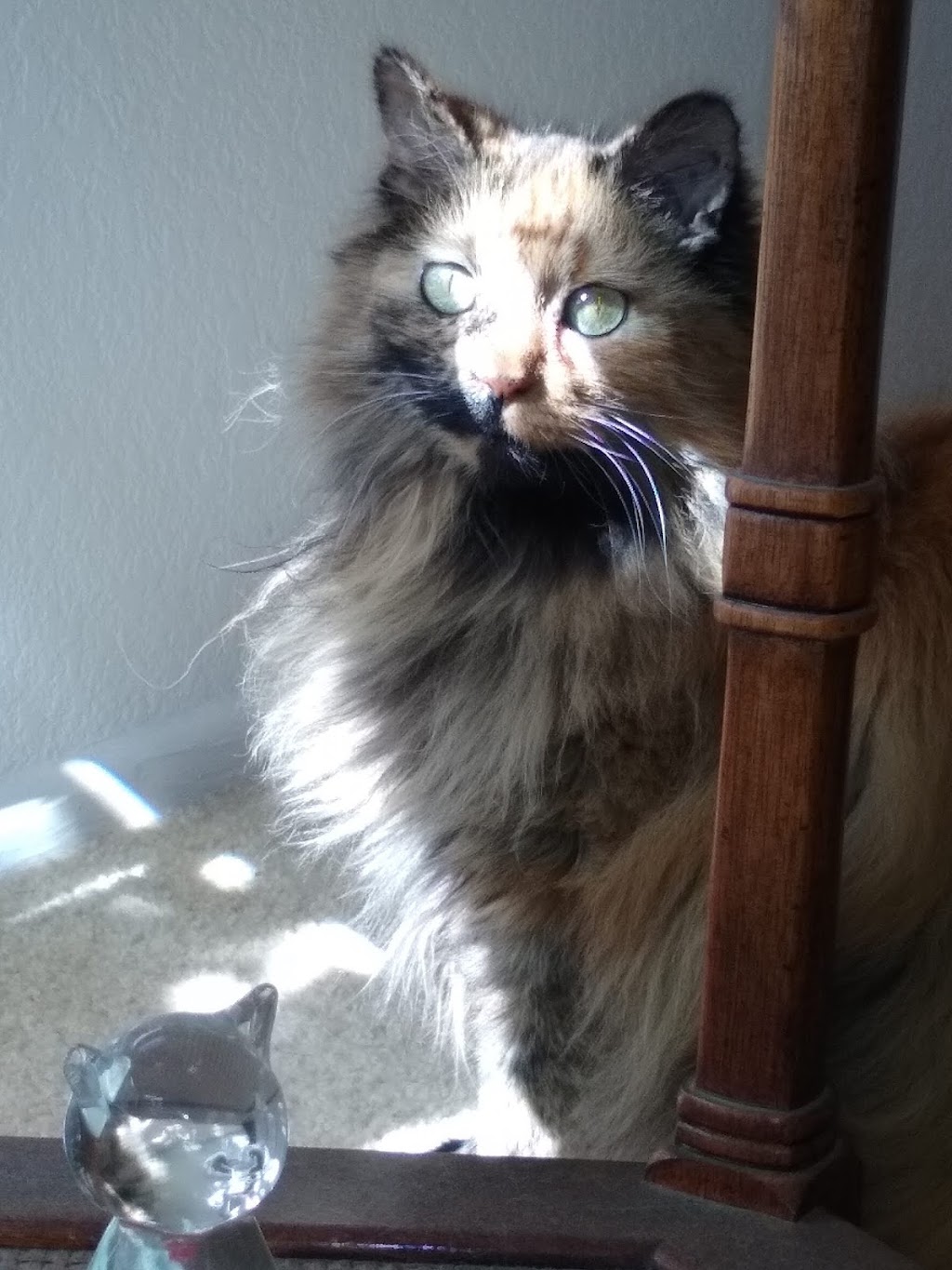 Melrose Veterinary Hospital | 1680 S Melrose Dr #104, Vista, CA 92081, USA | Phone: (760) 727-5151