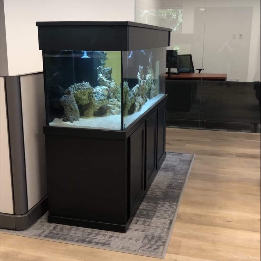 Exotic Fish & Corals | 804 E Lincoln Ave, Orange, CA 92865, USA | Phone: (714) 771-2073