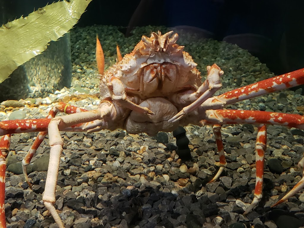 Tennessee Aquarium | 1 Broad St, Chattanooga, TN 37402, USA | Phone: (423) 265-0695