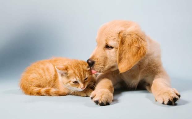 New River Veterinary Hospital | 48410 N Black Canyon Hwy, New River, AZ 85087, USA | Phone: (623) 465-9488