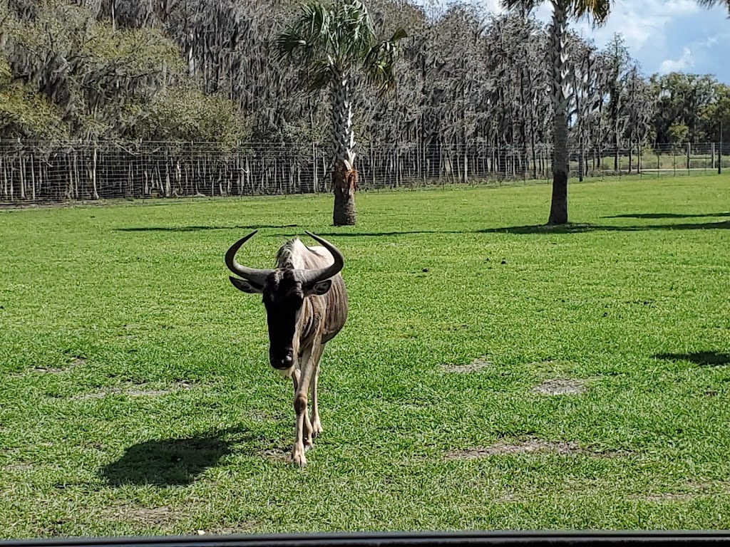 Wild Florida Safari | 3052 Lake Cypress Rd, Kenansville, FL 34739, USA | Phone: (407) 957-3135