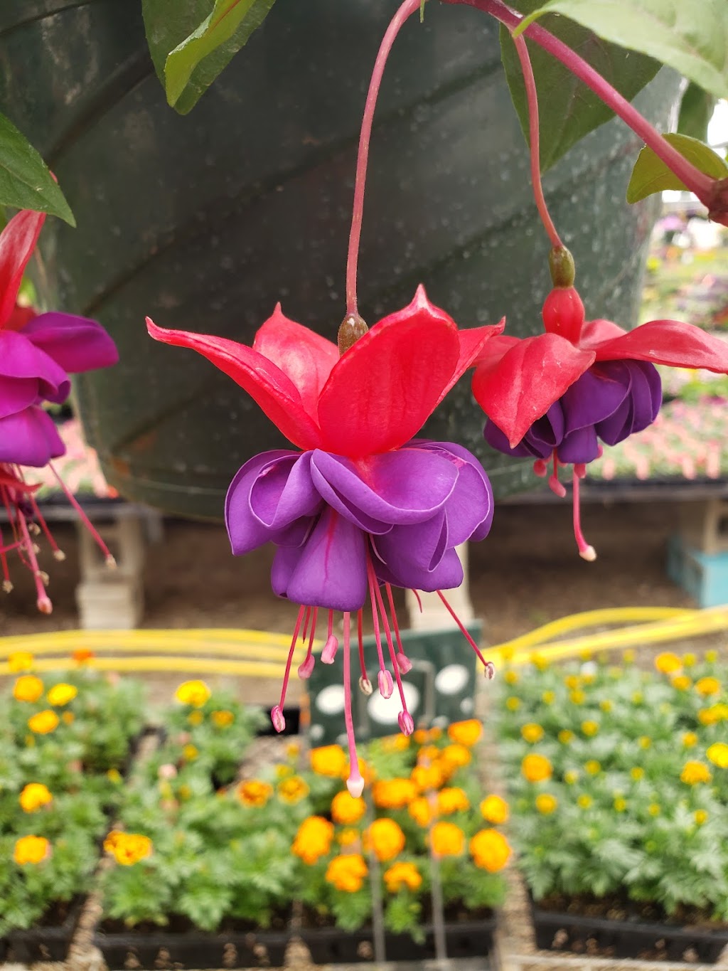 Patchwork Gardens | 2999 U.S. 35 SE, Washington Ct Hs, OH 43160, USA | Phone: (740) 335-0018 Patchwork Gardens | 2999 U.S. 35 SE, Washington Ct Hs, OH 43160, USA | Phone: (740) 335-0018