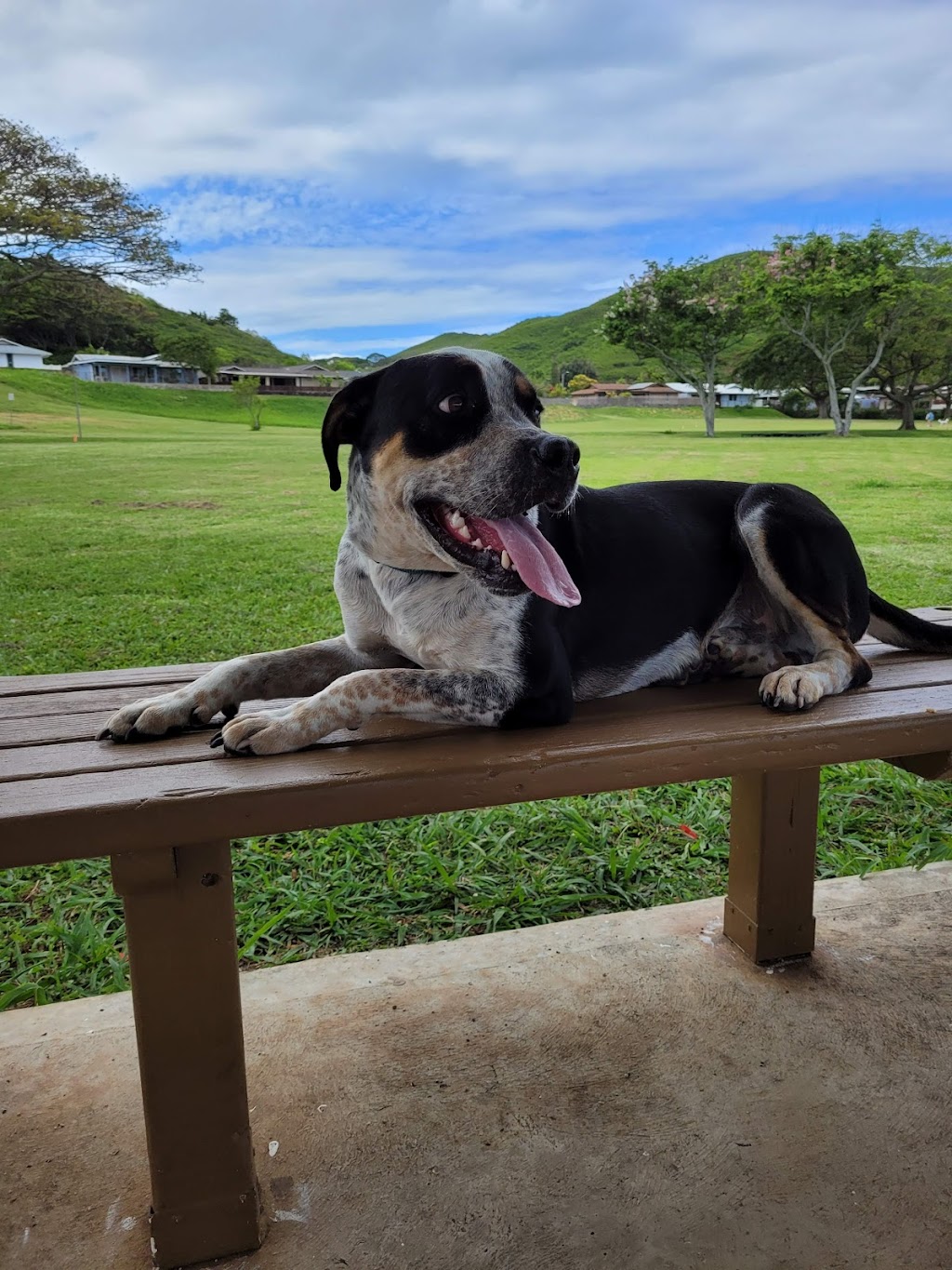 Kaelepulu Elementary School | 530 Keolu Dr, Kailua, HI 96734, USA | Phone: (808) 266-7811