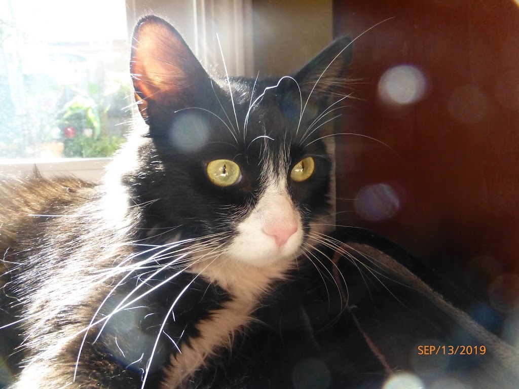 Jeronimo Pet Clinic | 25571 Jeronimo Rd #11, Mission Viejo, CA 92691, USA | Phone: (949) 830-7387