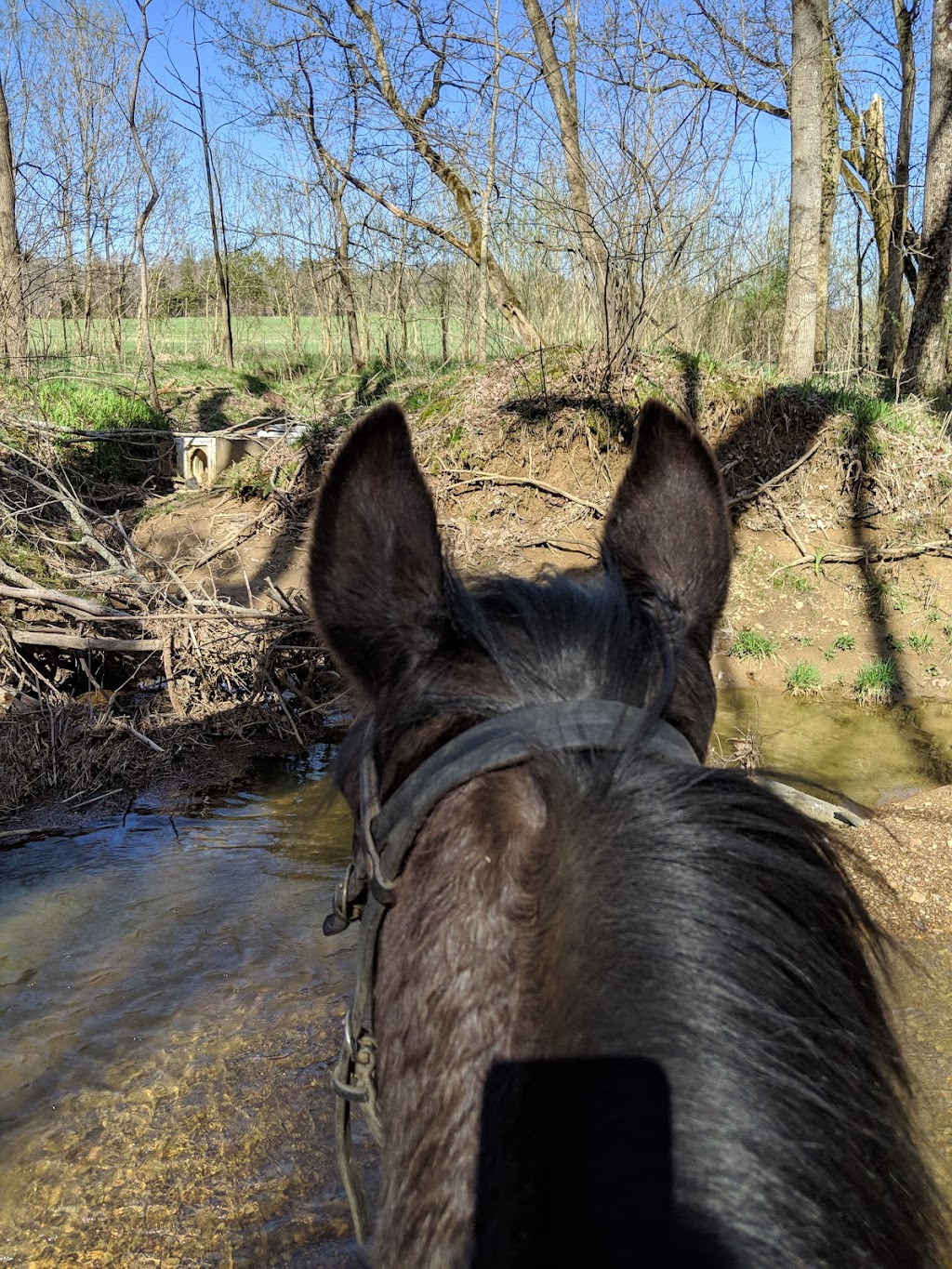 Shangri-La Horse training | 12515 IN-160, New Pekin, IN 47165, USA | Phone: (502) 648-6950