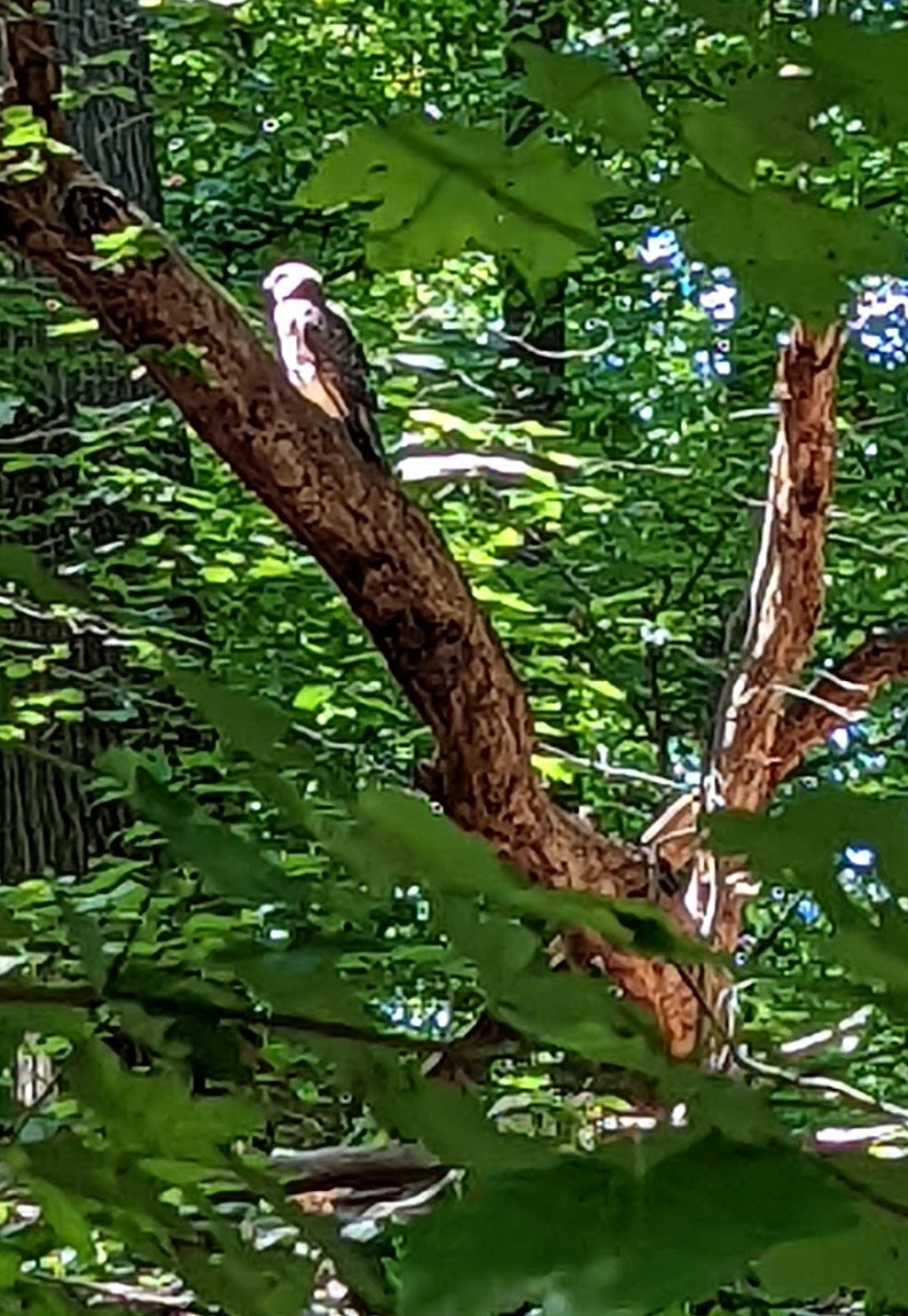 Liberty Park | Park Dr, Girard, OH 44420, USA | Phone: (330) 545-3306