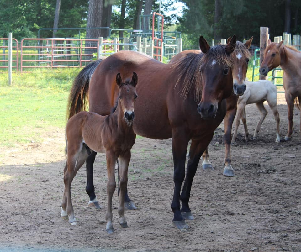 Bar Creek Farms Quarter Horses and Paints | 11920 Bar Creek Ln, Ford, VA 23850 | Phone: (804) 712-2497