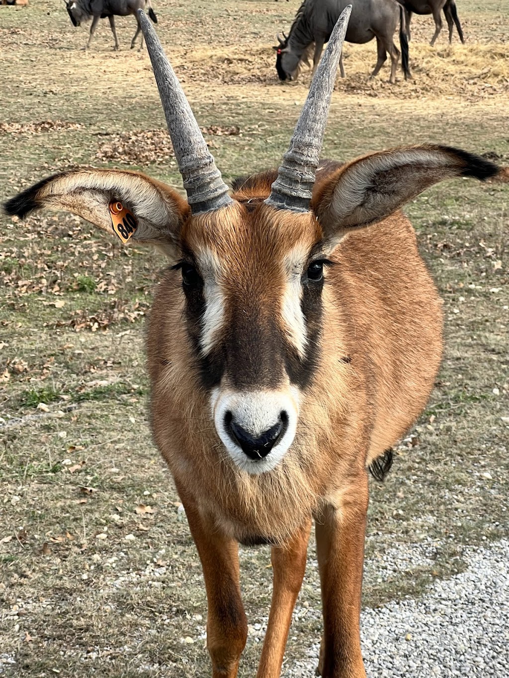 Fossil Rim Wildlife Center-Childrens Animal Center | 1789 Co Rd 2009, Glen Rose, TX 76043, USA | Phone: (254) 897-2960