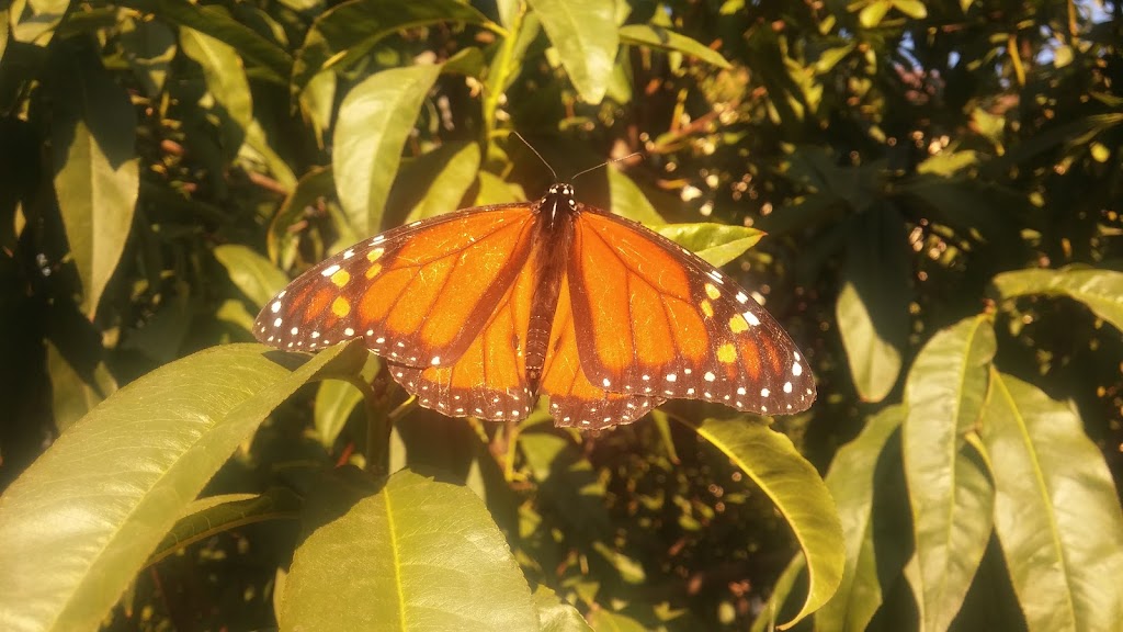 Fountain Community Gardens | 5620 Fountain Ave, Los Angeles, CA 90028, USA | Phone: (323) 387-3241