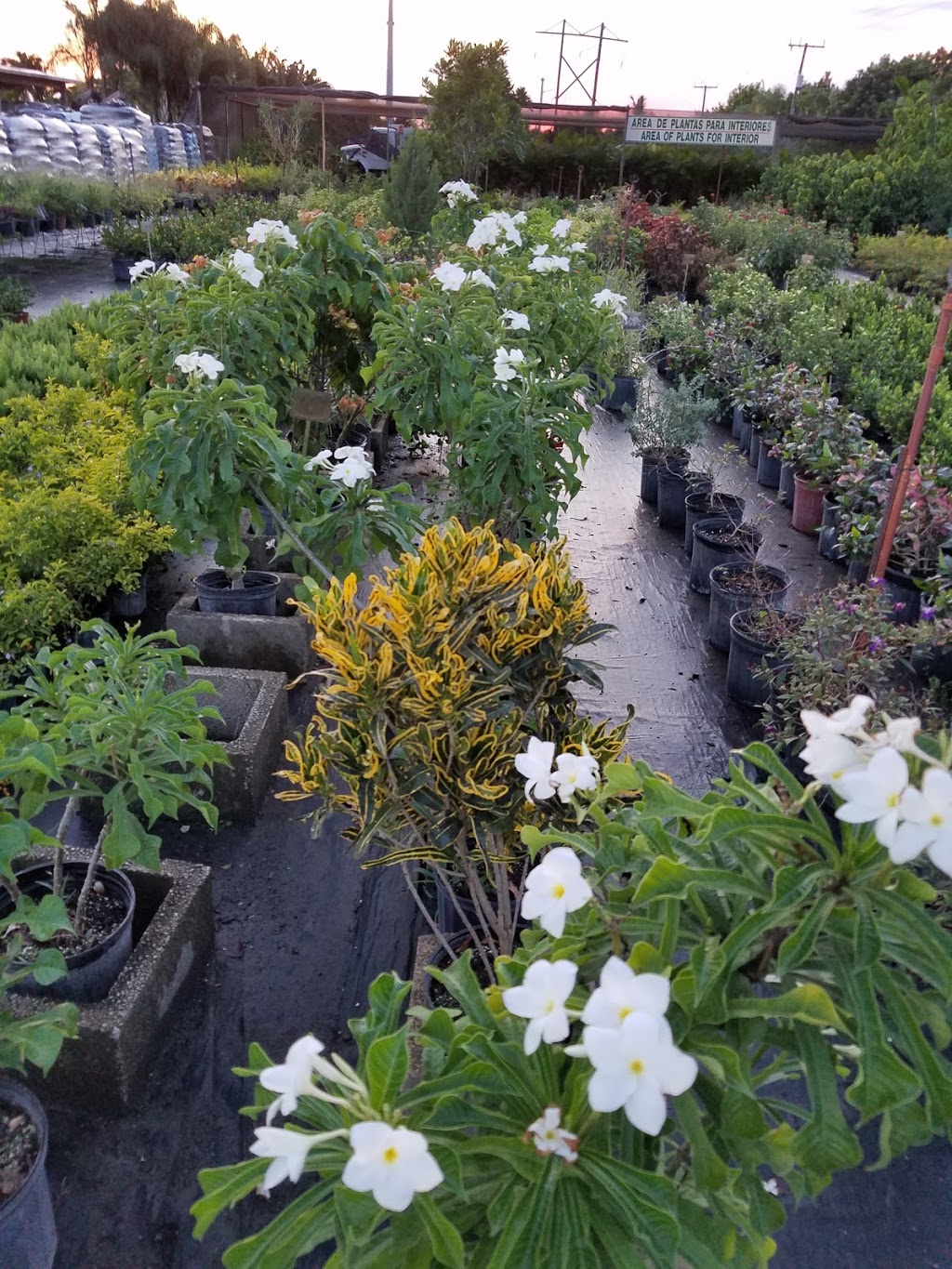 Miros Nursery and Landscaping | 3600 SW 102nd Ave, Miami, FL 33165, USA | Phone: (305) 222-0202