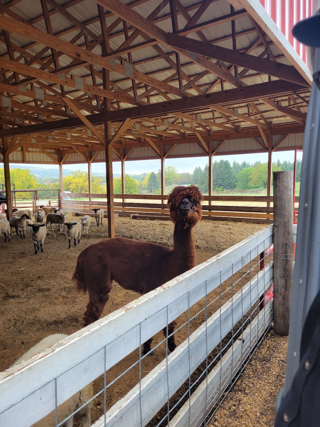 Havens Petting Farm | 2894 Erbe Rd, Blue Mounds, WI 53517, USA | Phone: (608) 513-5816