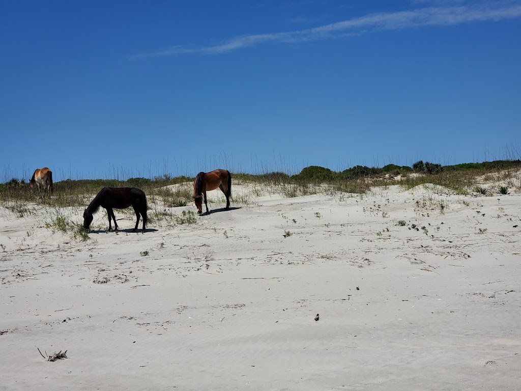 Stafford Beach Campground | Cumberland Island, St Marys, GA 31558, USA | Phone: (218) 820-0362