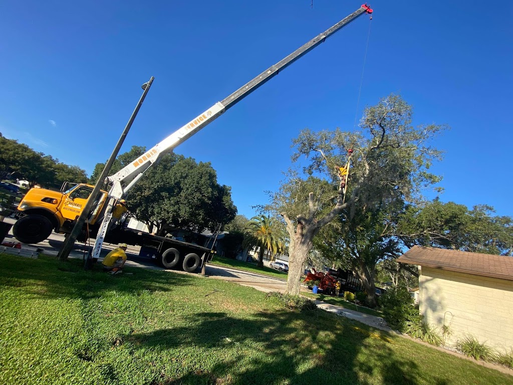 Morris Tree Service | 5532 Auld Ln #2, Holiday, FL 34690, USA | Phone: (727) 326-4337