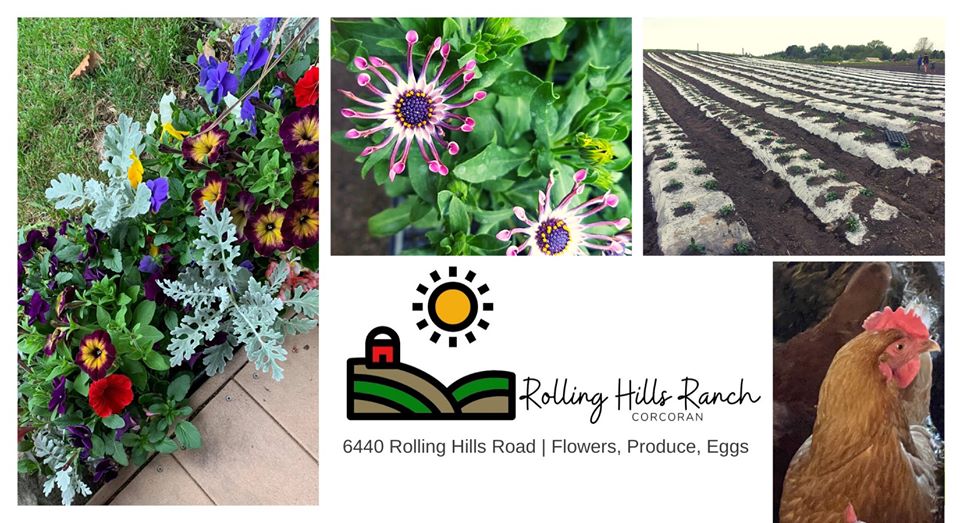Rolling Hills Ranch MN | 500 Hwy 55, Hamel, MN 55340, USA | Phone: (612) 207-0048