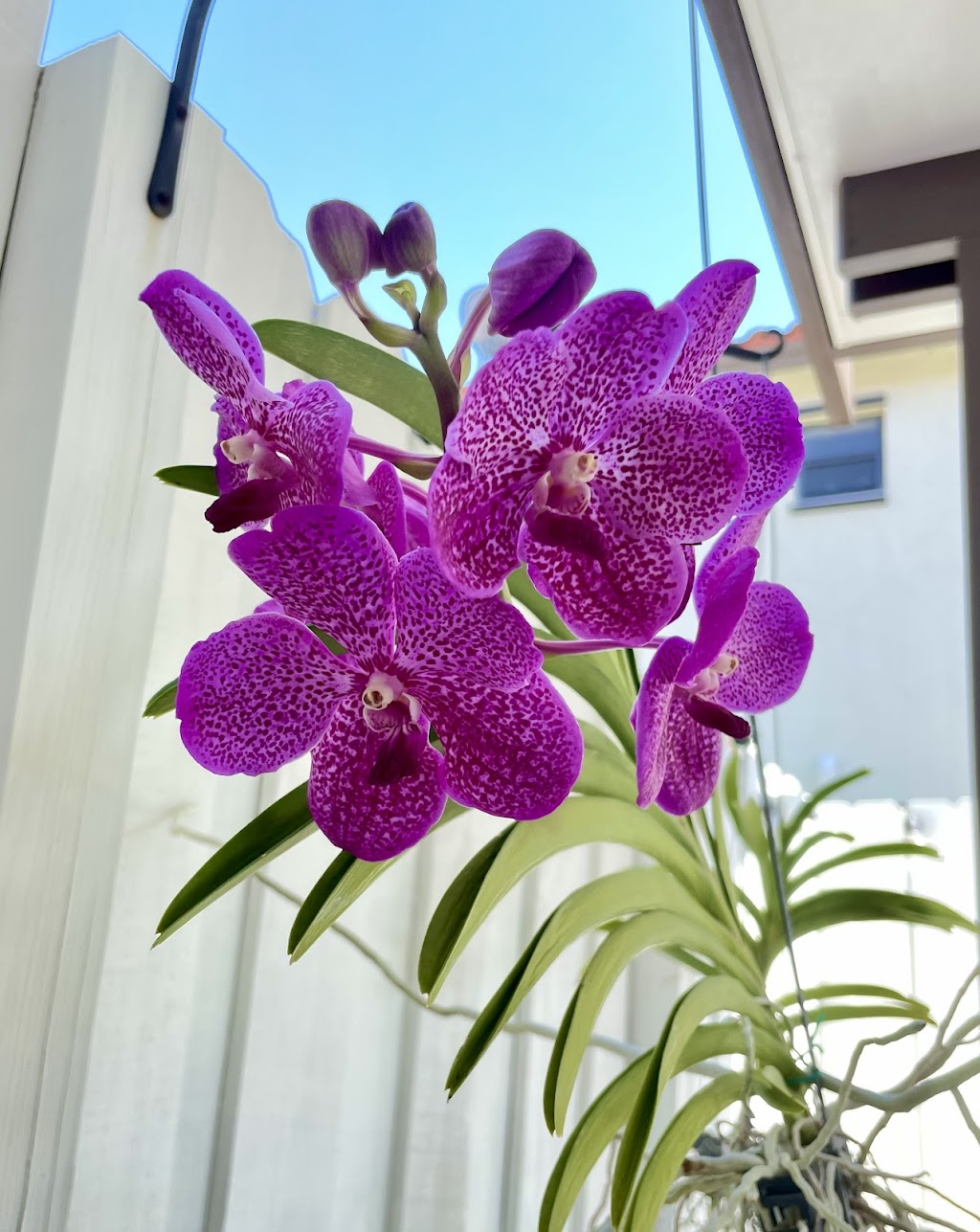 Lovely Orchid | 11424 SW 252nd St, Princeton, FL 33032, USA | Phone: (305) 799-1836