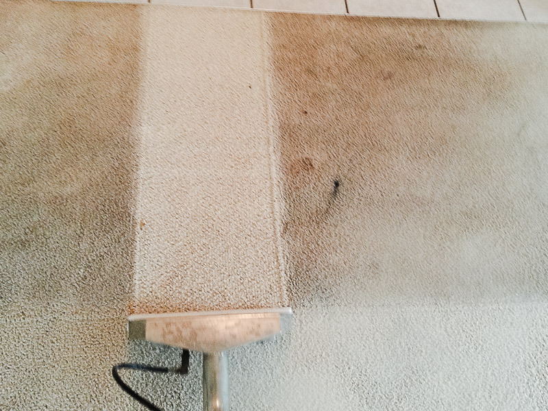 Polo Carpet Cleaning & Flooring | 7400 Business Pl, Arlington, TX 76001, USA | Phone: (817) 460-7656