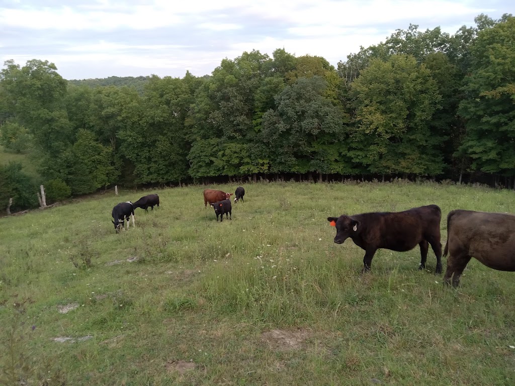 Turner Family cattle | KY-3185, Butler, KY 41006, USA | Phone: (859) 640-2039