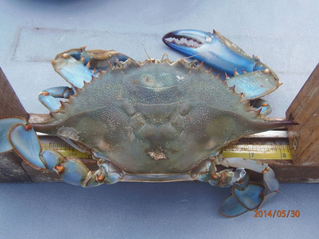 Coveside Crabs | 7656 Old Battle Grove Rd, Dundalk, MD 21222 | Phone: (410) 477-4709