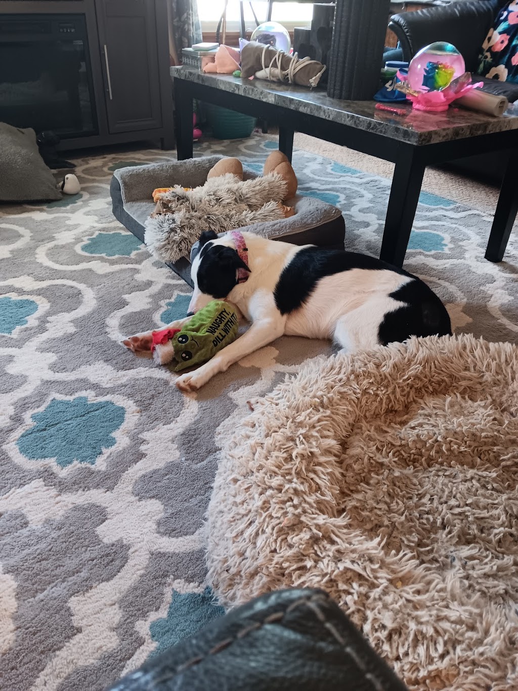 Braden Run Animal Hospital | 216 Braden Run Rd, Waynesburg, PA 15370, USA | Phone: (724) 627-5079