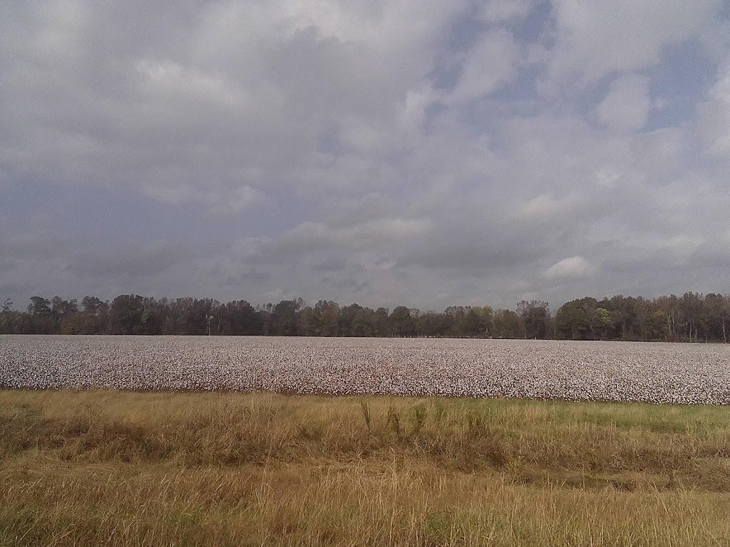 Cotton Field-4TN4 | 12630 Coburn Rd, Eads, TN 38028, USA | Phone: (901) 853-3963