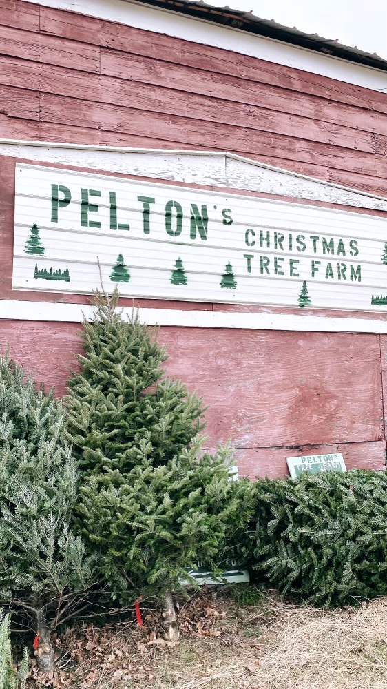 Pelton Christmas Tree Farm | 804 111, Westerlo, NY 12083, USA | Phone: (518) 966-4633