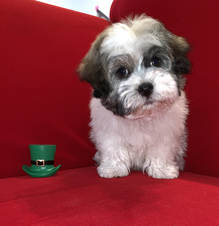 Pocket Puppies | 1457 E Palatine Rd, Arlington Heights, IL 60004, USA | Phone: (224) 735-3137