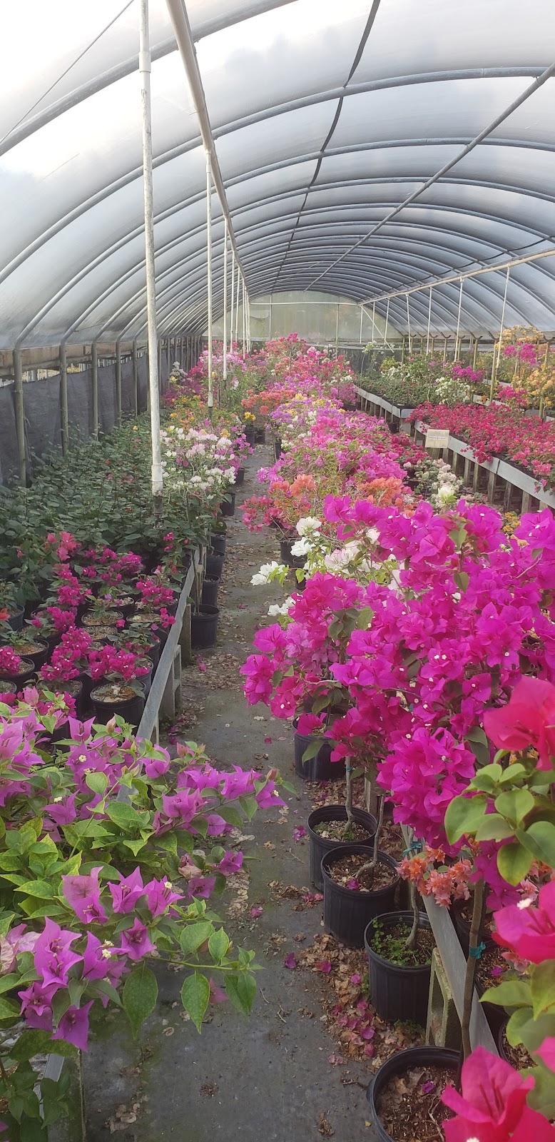 Bougainvilleas.com Inc | 11951 SW 51st St, Miami, FL 33175 | Phone: (305) 553-4804