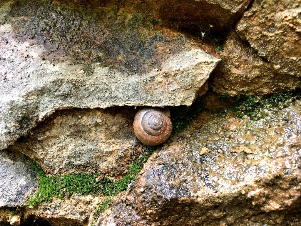 Robinson Bluff Climbing Area | 11050 Bo Hollow Rd, Cadet, MO 63630, USA | Phone: (314) 258-0250