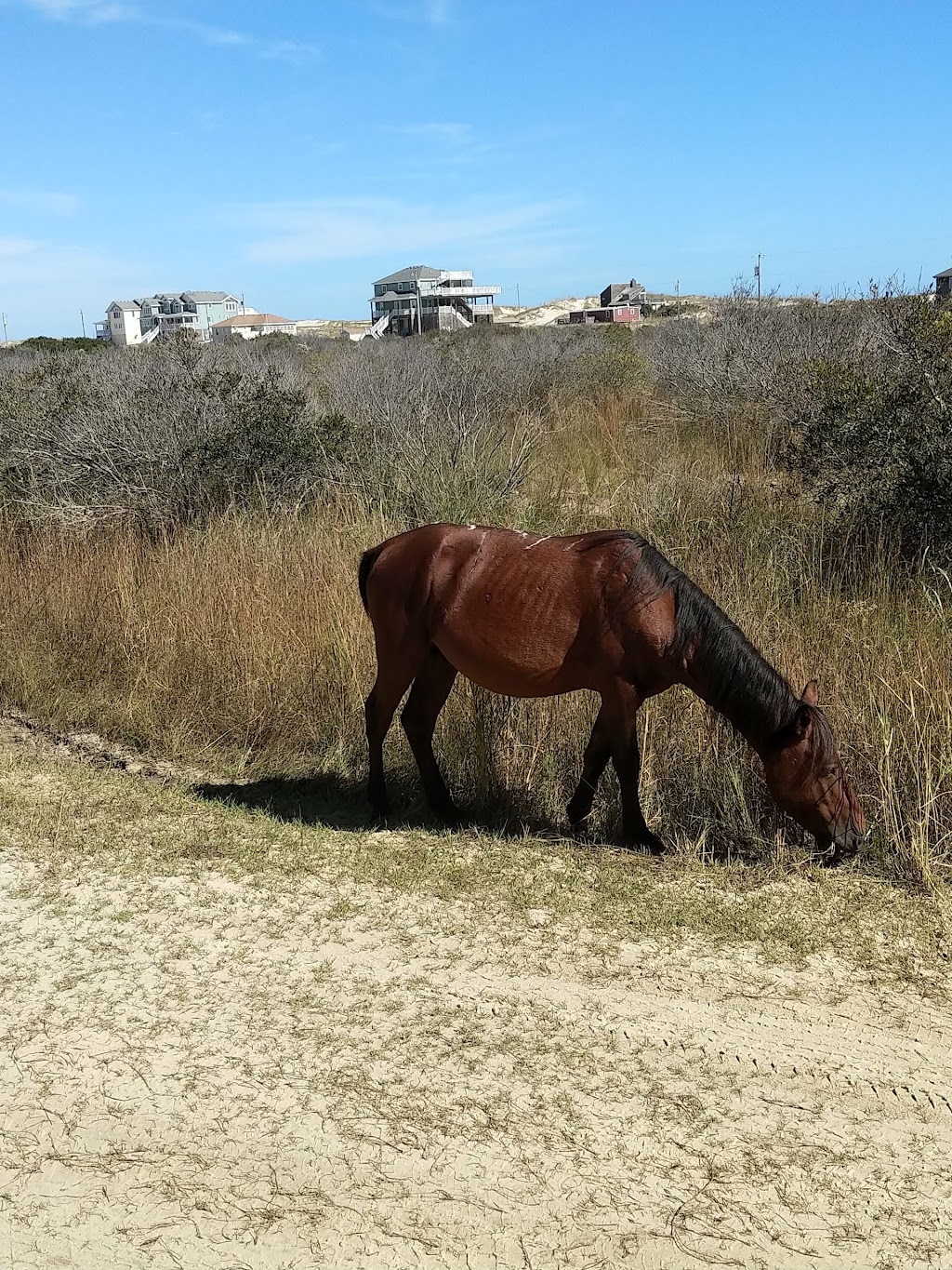 Corolla Wild Horse Fund | 1130 E, Corolla Village Rd, Corolla, NC 27927, USA | Phone: (252) 453-8002