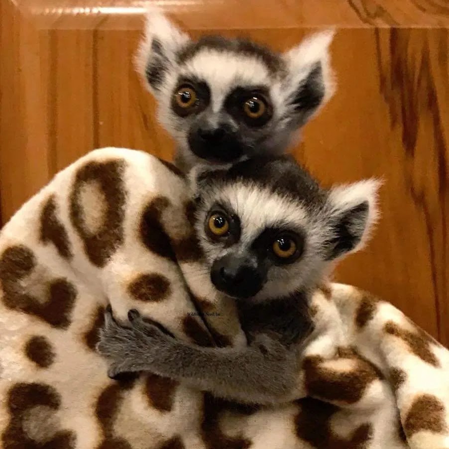 Natures Creek Camel Farm and Zoo | 11660 Grass Lake Rd, Hillsdale, MI 49242, USA | Phone: (734) 347-2888