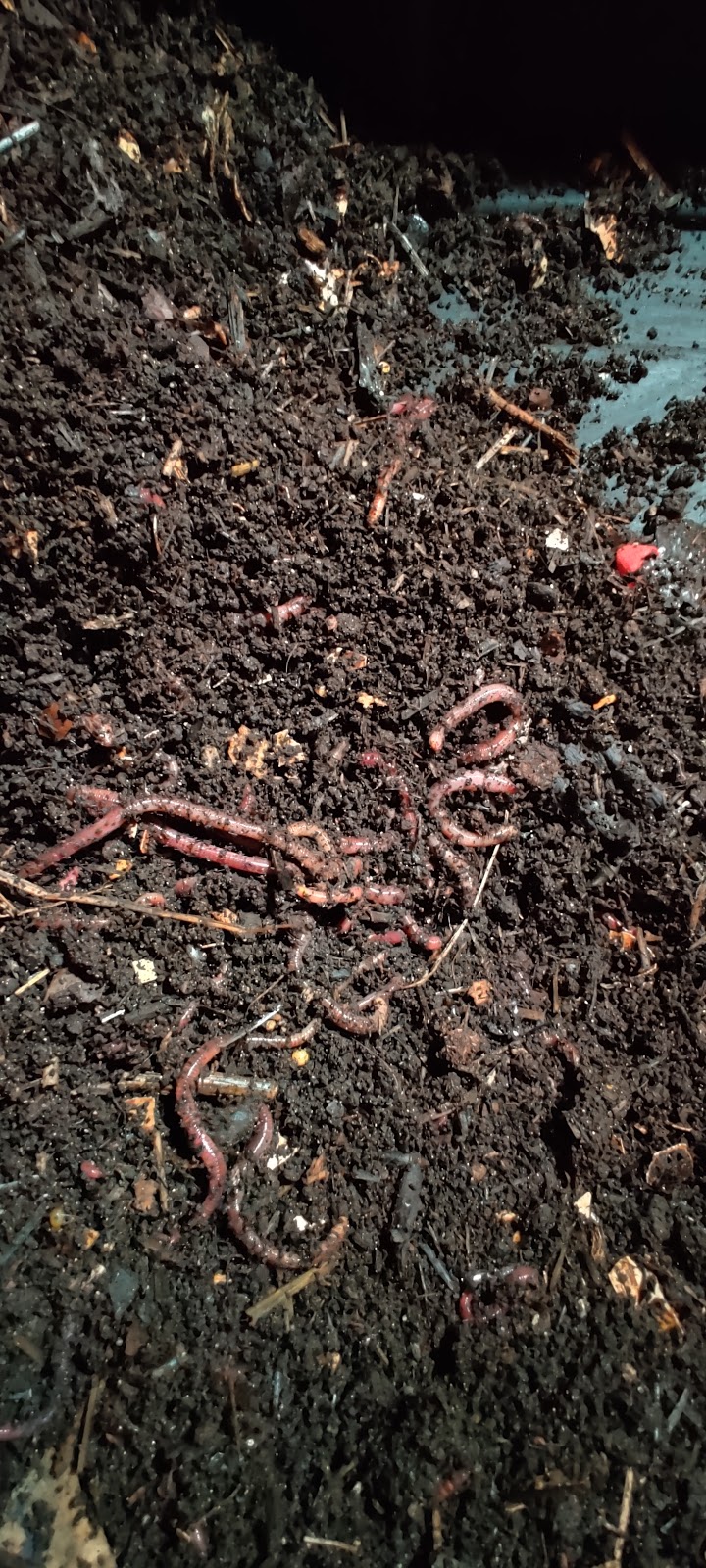 Turners Composting and Bait Worms | 1325 E Stark Rd trlr 28, Dallas, TX 75253, USA | Phone: (214) 973-3951