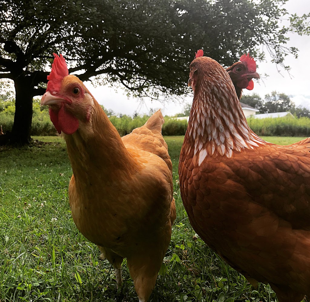 Wormuth Farm | 577 County Road 519, Wantage, NJ 07461, USA | Phone: (347) 328-4764