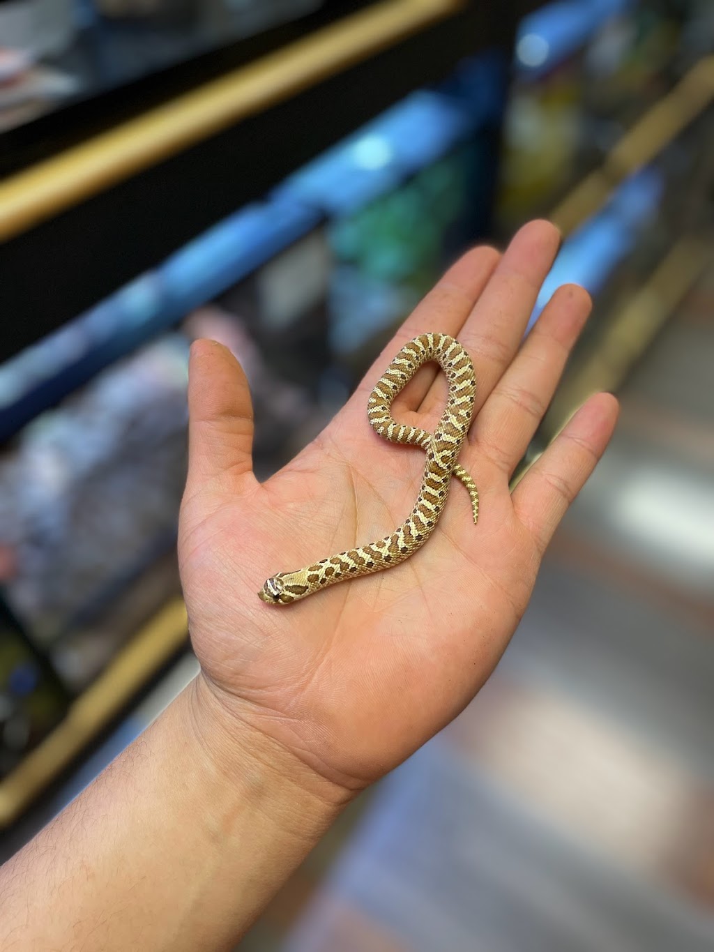 REPTILE FACTORY 7856 Firestone Blvd, Downey, CA 90241