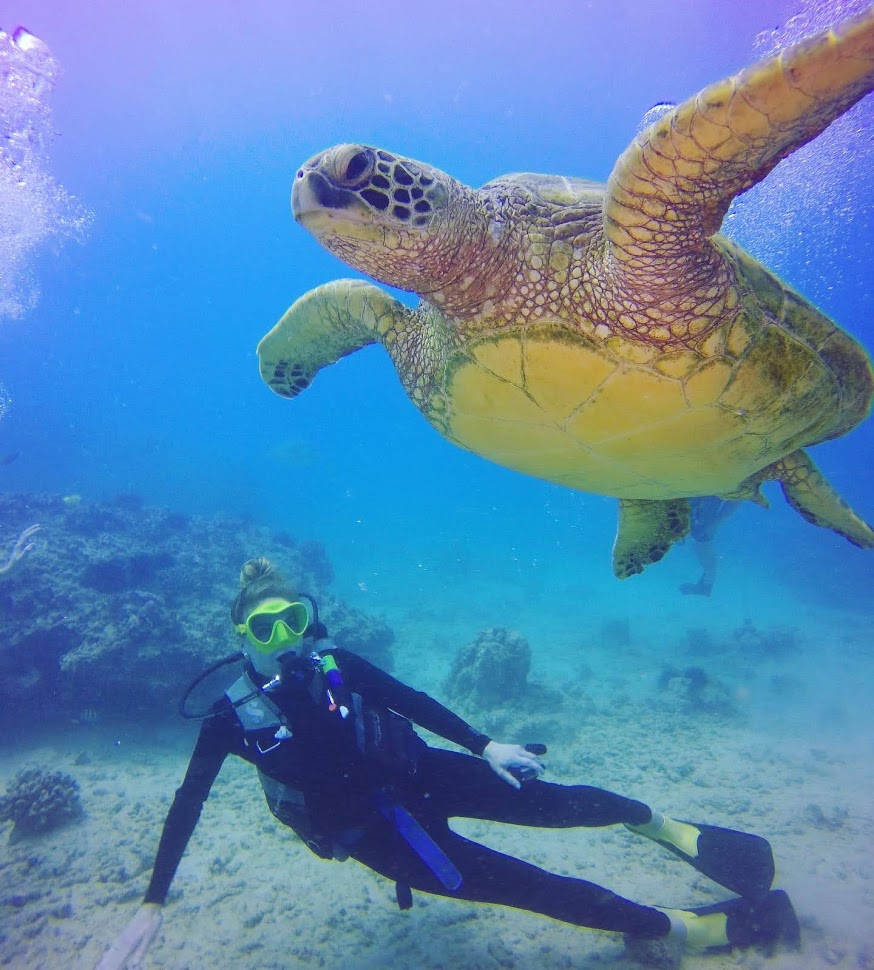 Oahu Diving | Kewalo Boat Harbor (*Not Dive Oahu*, Honolulu, HI 96814, USA | Phone: (808) 721-4210