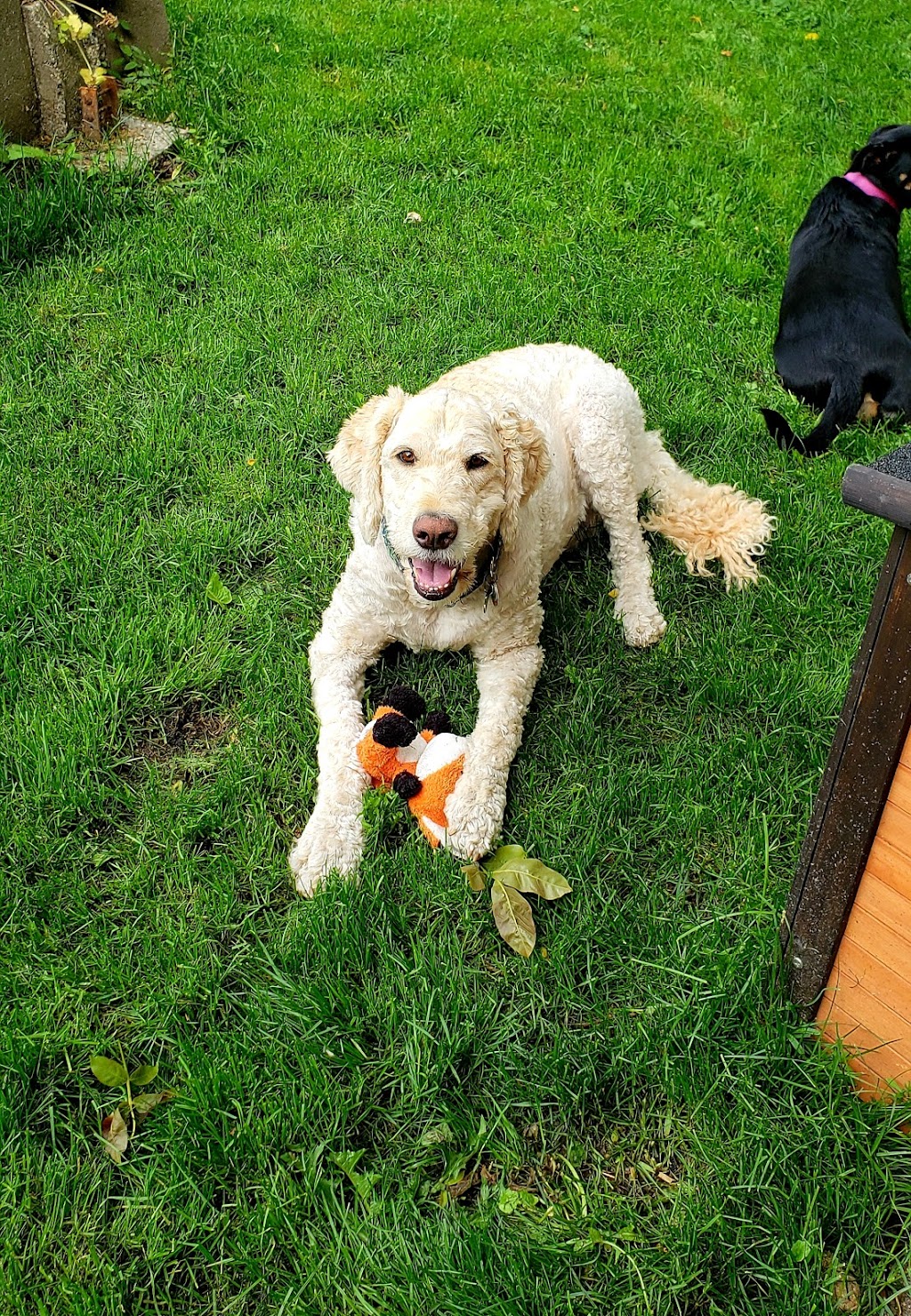 Woodside Animal Hospital | 1601 Woods Rd SE, Port Orchard, WA 98366, USA | Phone: (360) 871-3335