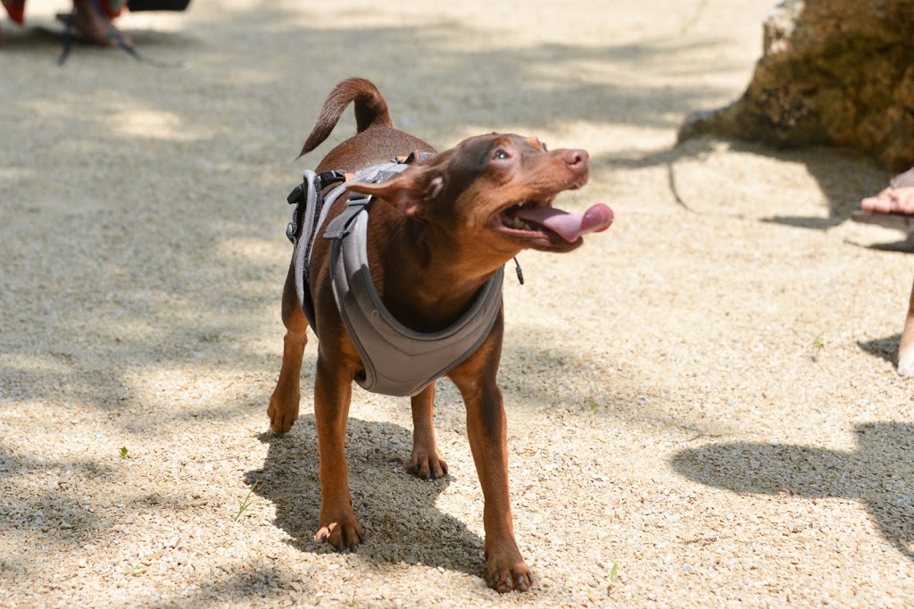 Bronx River Park Dog Run | Bronx Park East &, Boston Rd, Bronx, NY 10462, USA | Phone: (212) 639-9675